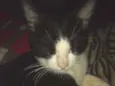 Zangado