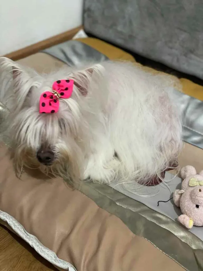 Cachorro ra a Maltês  idade 6 ou mais anos nome Kaká (com diabetes)