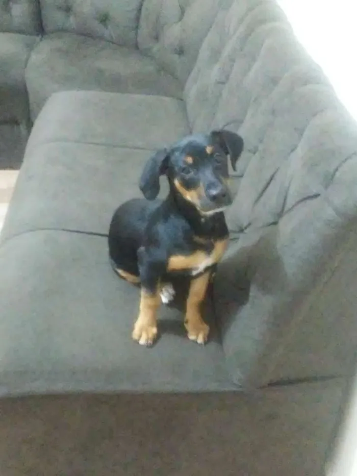 Cachorro ra a Rottweiler idade 2 a 6 meses nome megie