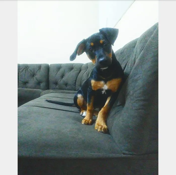 Cachorro ra a Rottweiler idade 2 a 6 meses nome megie