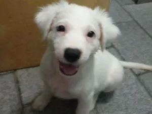 Cachorro raça SRD idade 2 a 6 meses nome Sem nome 