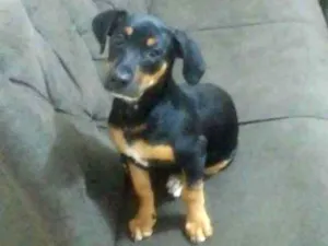 Cachorro raça Rottweiler idade 2 a 6 meses nome megie