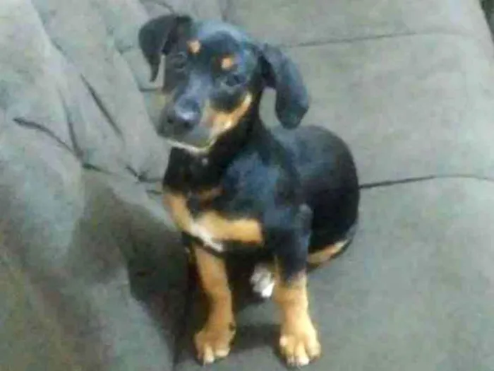 Cachorro ra a Rottweiler idade 2 a 6 meses nome megie