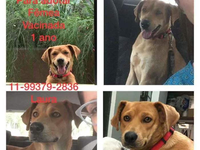 Cachorro raça Sem raça  idade 2 a 6 meses nome Mel