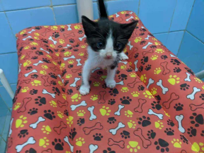 Gato ra a Srd idade Abaixo de 2 meses nome Maju