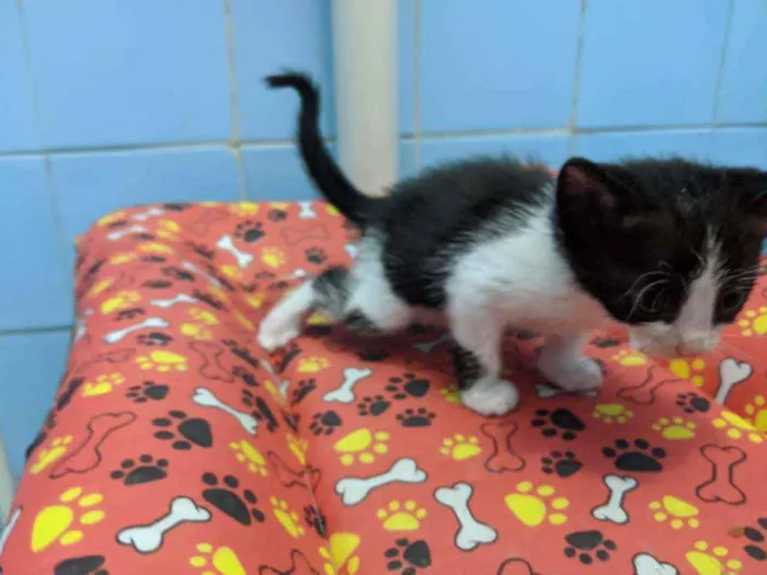 Gato ra a Srd idade Abaixo de 2 meses nome Maju