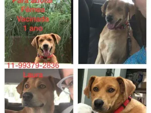 Cachorro raça Sem raça  idade 2 a 6 meses nome Mel