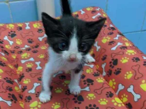 Gato raça Srd idade Abaixo de 2 meses nome Maju