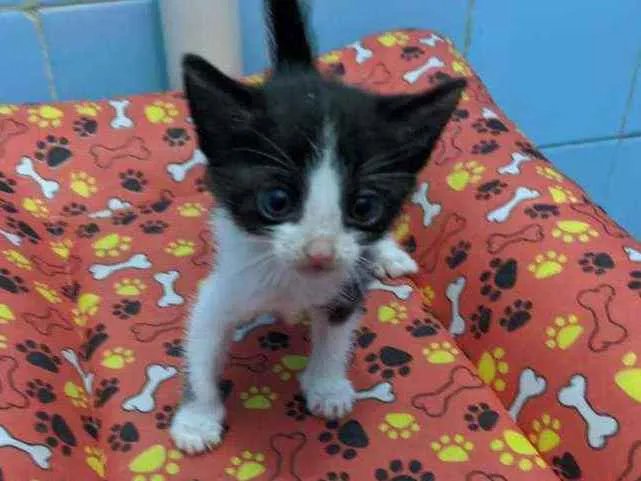 Gato ra a Srd idade Abaixo de 2 meses nome Maju