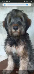 Urso