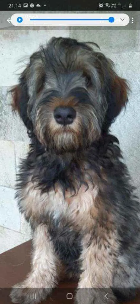Cachorro ra a Srd idade 2 a 6 meses nome Urso