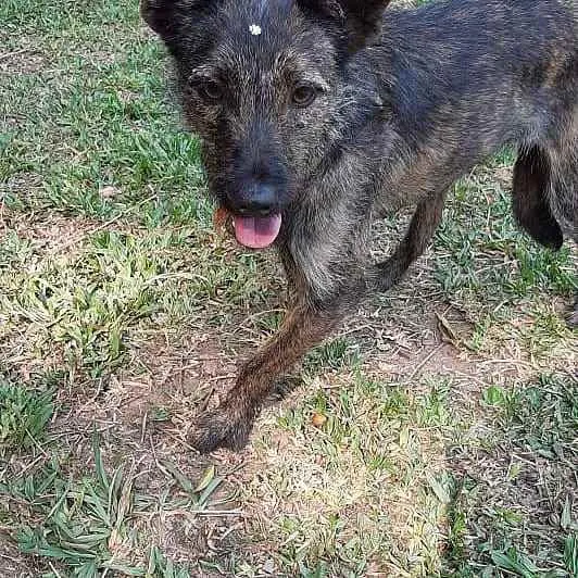 Cachorro ra a Srd idade 1 ano nome Raja