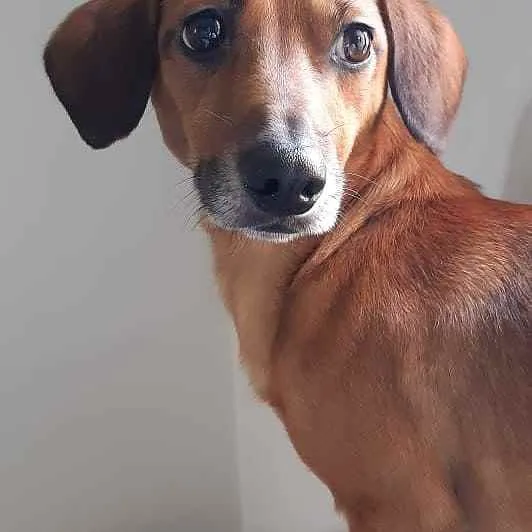 Cachorro ra a Srd idade 3 anos nome Doni