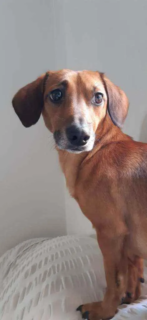 Cachorro ra a Srd idade 3 anos nome Doni