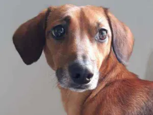 Cachorro raça Srd idade 3 anos nome Doni