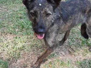 Cachorro raça Srd idade 1 ano nome Raja