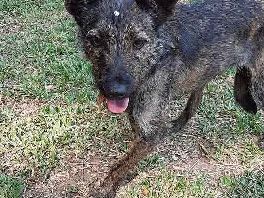 Cachorro ra a Srd idade 1 ano nome Raja