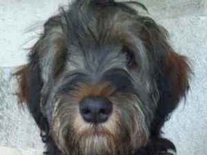 Cachorro raça Srd idade 2 a 6 meses nome Urso