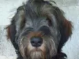 Urso