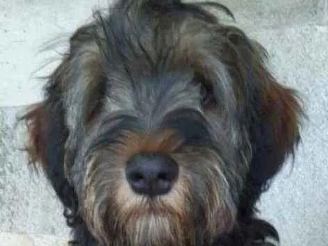 Cachorro ra a Srd idade 2 a 6 meses nome Urso