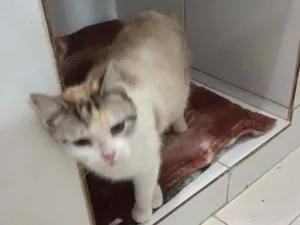 Gato raça Srd idade 4 anos nome Rebeca