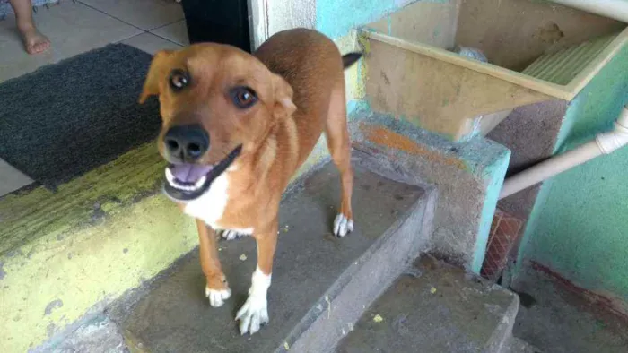 Cachorro ra a Srd idade 2 a 6 meses nome Feijão 