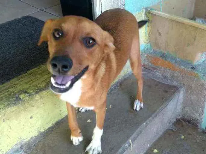 Cachorro ra a Srd idade 2 a 6 meses nome Feijão 