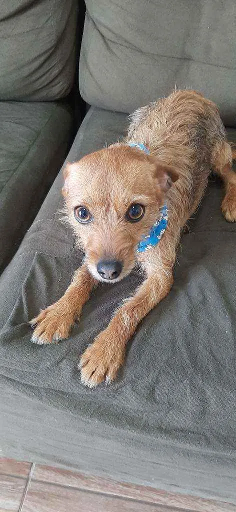 Cachorro ra a Vira lata idade 2 anos nome Dinho