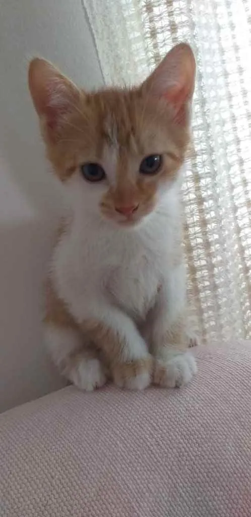 Gato ra a SRD idade 2 a 6 meses nome THEO