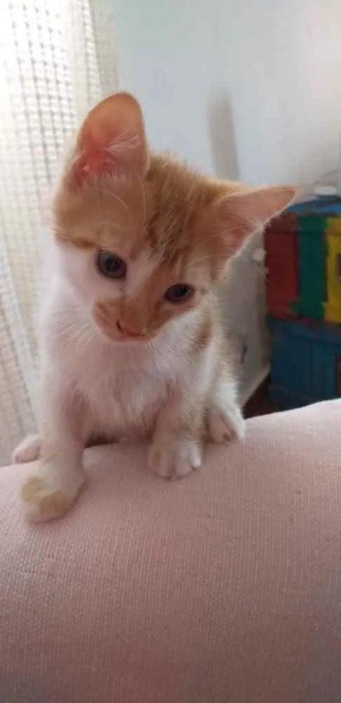 Gato ra a SRD idade 2 a 6 meses nome THEO