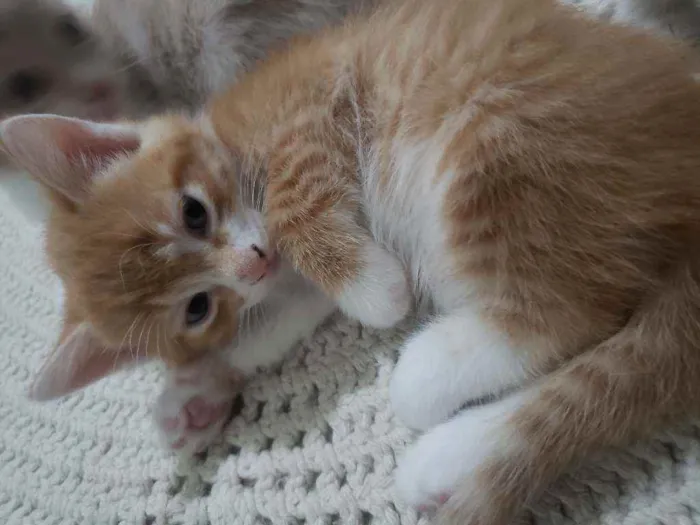 Gato ra a Vira lata  idade Abaixo de 2 meses nome Theo