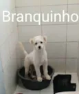Branquinho