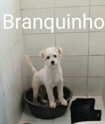 Cachorro ra a Sem raça definida  idade 7 a 11 meses nome Branquinho