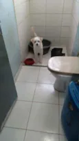 Branquinho