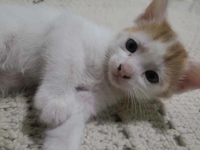 Gato ra a Vira lata idade Abaixo de 2 meses nome Sininho