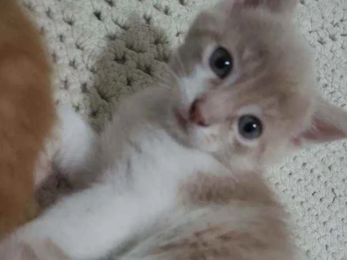 Gato ra a Vira lata  idade Abaixo de 2 meses nome Fred