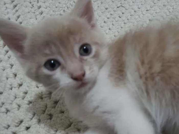 Gato ra a Vira lata  idade Abaixo de 2 meses nome Fred