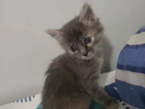 Gato raça Vira lata  idade Abaixo de 2 meses nome Titi