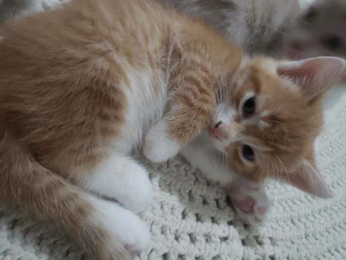 Gato ra a Vira lata  idade Abaixo de 2 meses nome Theo