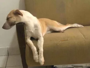 Cachorro raça Nao definida idade 1 ano nome Lolly