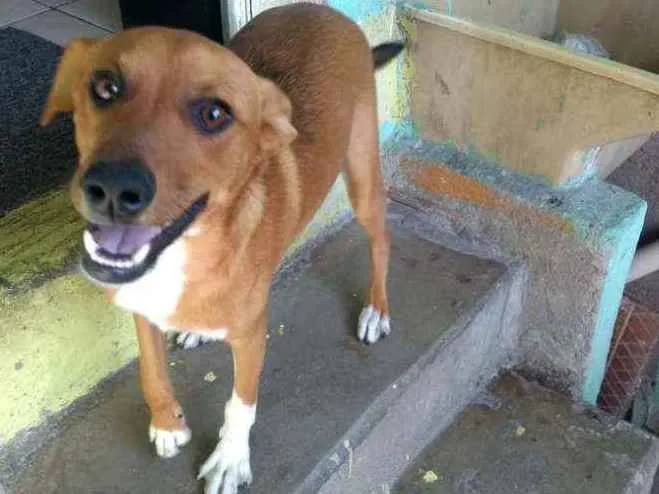 Cachorro ra a Srd idade 2 a 6 meses nome Feijão 