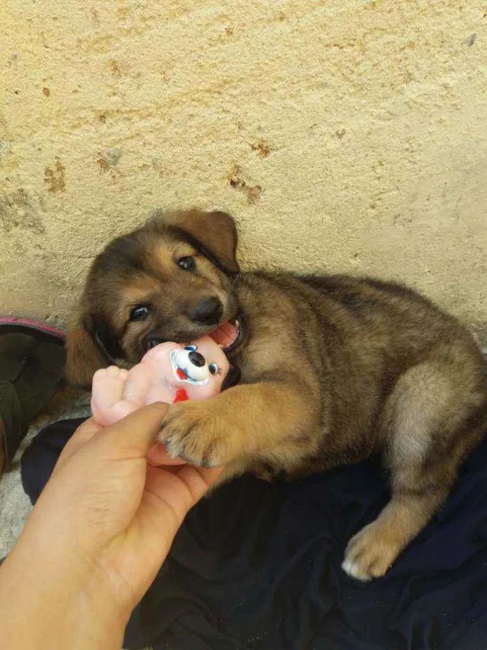 Cachorro ra a Viralata idade 2 a 6 meses nome Paçoca