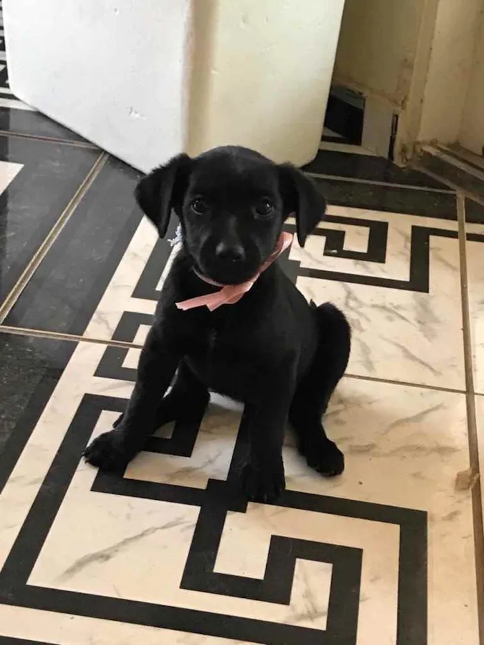 Cachorro ra a N/A idade Abaixo de 2 meses nome N/A