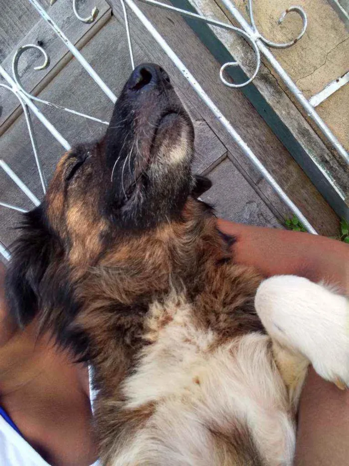 Cachorro raça Não sei idade 4 anos nome Suzi