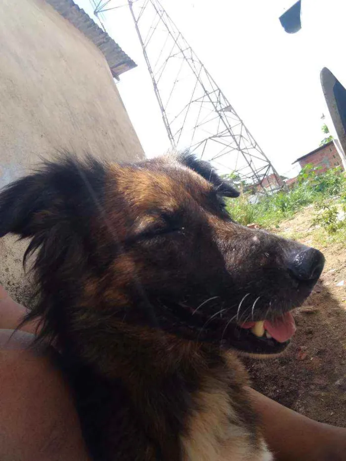 Cachorro raça Não sei idade 4 anos nome Suzi