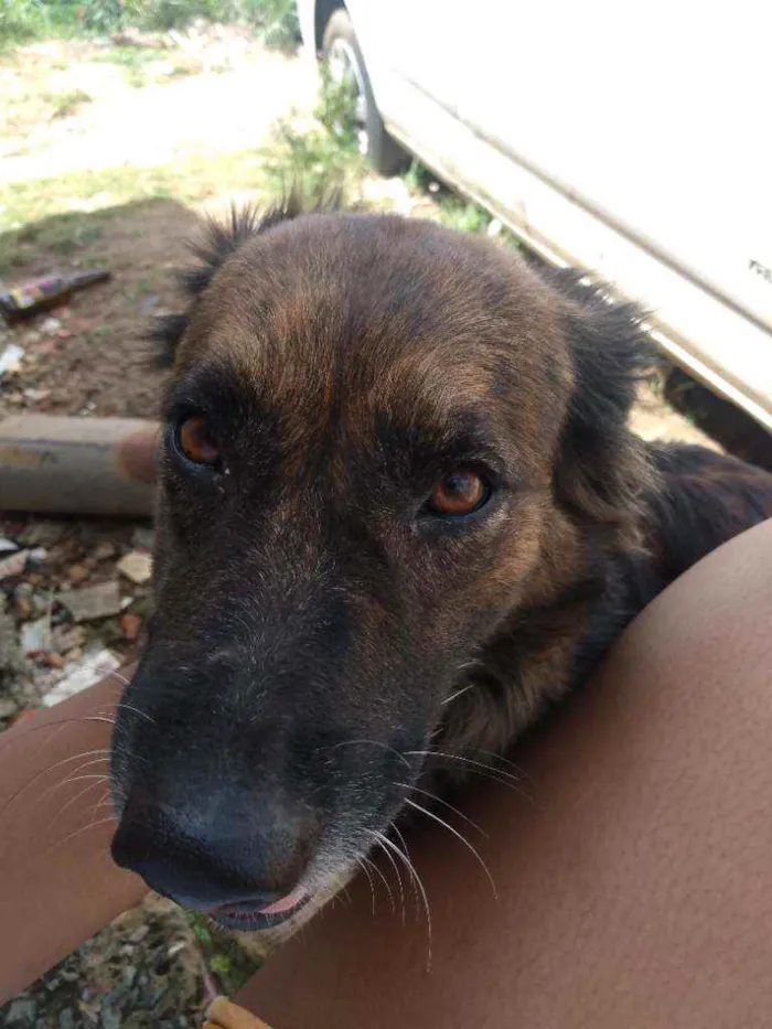 Cachorro raça Não sei idade 4 anos nome Suzi