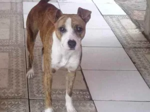 Cachorro raça RND idade 1 ano nome Diana