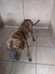 falçao