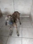 falçao