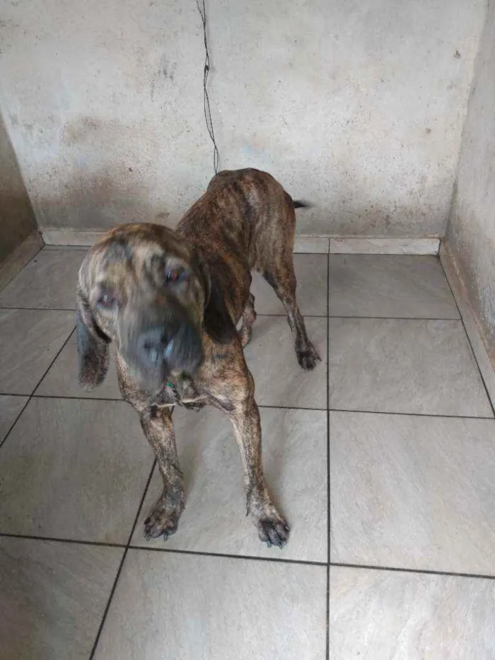 Cachorro ra a fila brasileiro idade 3 anos nome falçao